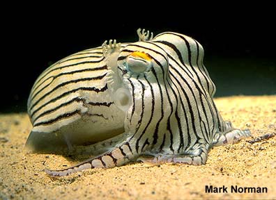 A picture of a Cuttlefish